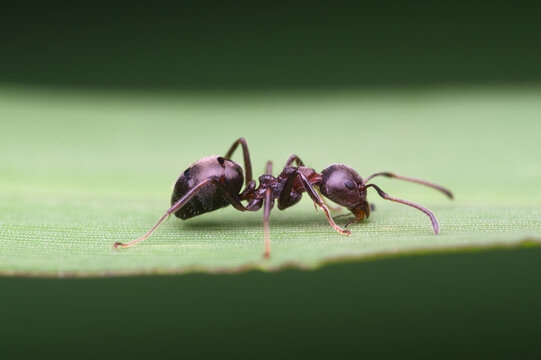 Black garden ant walking on the grass