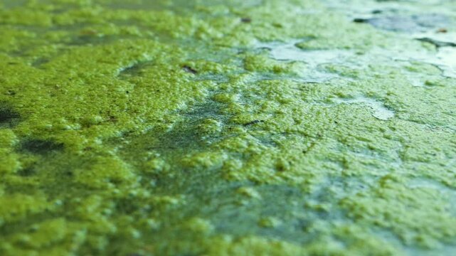 Proliferation of algae and verdin in irrigation water, eutrophication is the most important pollution process of stagnant waters