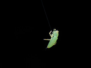 A young spider hanging on a silk web