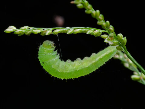 caterpillars begin to pupate on grass branches