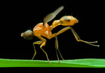 Yellow sepsis fly on the grass