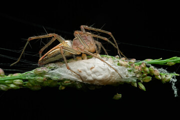 A striped lynx spider is guarding a nest in the grass