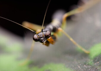 Ant mantis nymph on the leaf