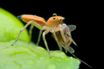 Orange jumping spider eat prey on the wet leaves