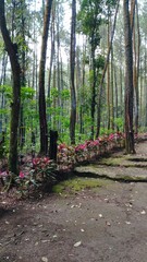 Banyuwangi Indonesia: path in the forest