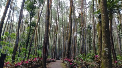 Banyuwangi Indonesia: view of pine forest