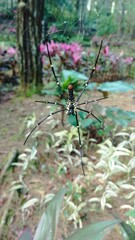Bali Indonesia: Spider on a branch