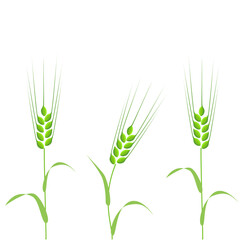 Clip art of barley with green ears in cartoon style