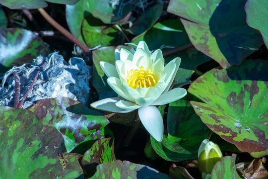 Lotus flower with damaged leaves