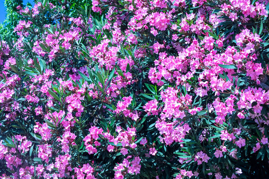 Close-up of pink oleander flowers in midday sun