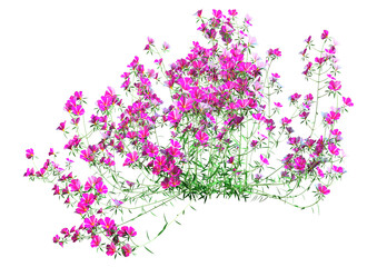 3D Rendering Calibrachoa Flowers on White