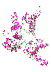 3D Rendering Calibrachoa Flowers on White