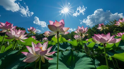 Obraz premium Serene Lotus Blooms in Lush Greenery under Clear Blue Sky â€“ Tranquil Nature Scene with Sunlight