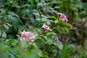 pink and white flowers