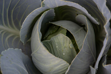 cabbage in the garden