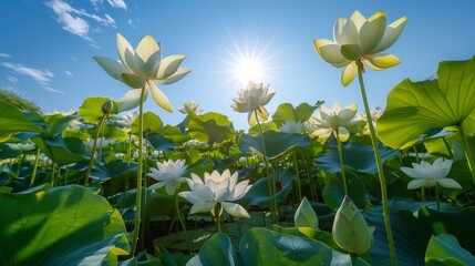 Obraz premium Serene Lotus Flowers in a Verdant Oasis Under Blue Sky - Tranquil Nature Scene with Sunlight Filtering Through Leaves