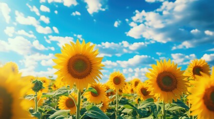 Fototapeta premium Sunflowers Field Under a Sunny Sky