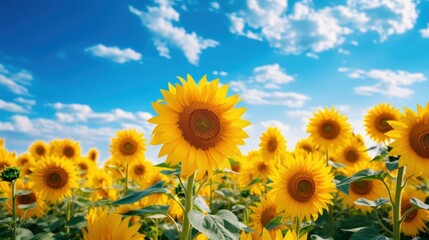 Vibrant Sunflower Field Under a Blue Sky