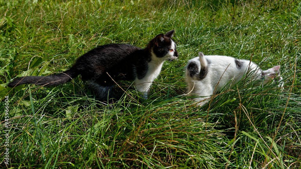 Wall mural two and a half month old female and male european kittens.