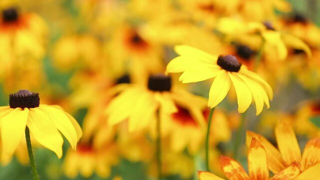Black-eyed Susan Plant. Rudbeckia hirta - yellow flower plant. A field of yellow black-eyed susans blooming in the summer sun. High quality FullHD footage