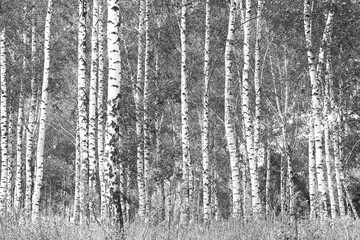 black-and-white photo with white birches