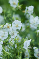 Garden geranium (Geranium phaeum) "white" flowers