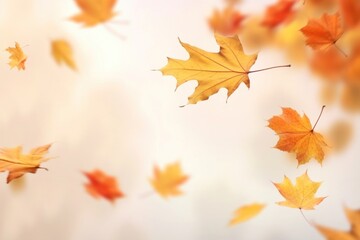Fototapeta premium Autumn leaves backgrounds maple plant.