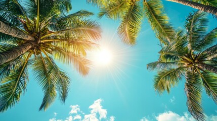 Fluffy green coconut trees against the blue sky. The rays of the bright sun shine through the leaves. Travel and tourism, rest and relaxation concept