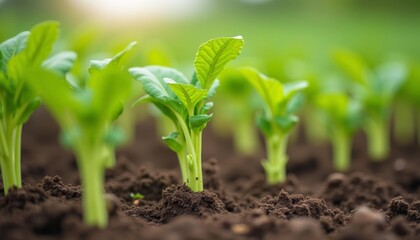 New beginnings  A field of fresh green sprouts