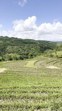 Vertical video of Rice plantations after harvest on the island of Bohol Philippines