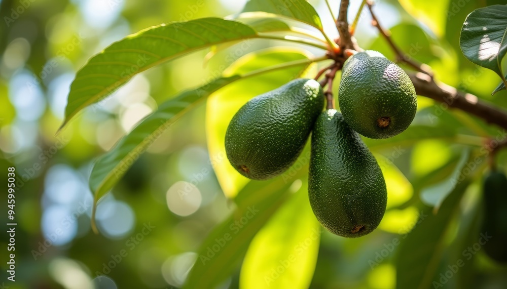 Sticker Fresh avocados hanging from tree ready for harvest