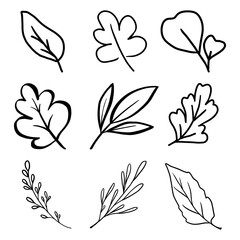 set of leaves in outline. vector illustration for decorate and coloring