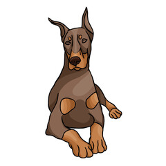 Dog of the Doberman breed