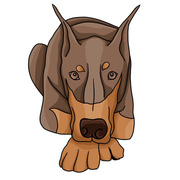 recommend clip art: Dog of the Doberman breed