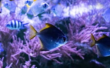 Monodactylus argenteus. Tropical bright pisces Dilver moony that can live in aquariums, oceanariums or sea, ocean. Snorkeling and diving, observing exotic fish