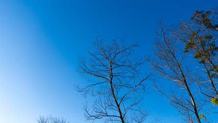 tree and sky
