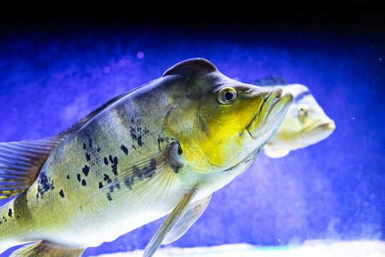 Cichla kelberi. Tropical bright pisces that can live in aquariums, oceanariums or sea, ocean. Snorkeling and diving, observing exotic fish