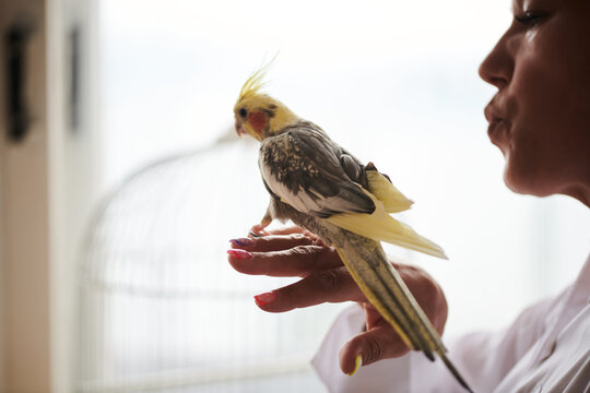 Portrait of Funny Yellow gray cockatiel parrot and his owner woman at home