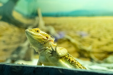 Coastal agama or bearded dragon. The lizard watches zoo visitors from its snake enclosure. Wild animal in captivity, animal cruelty