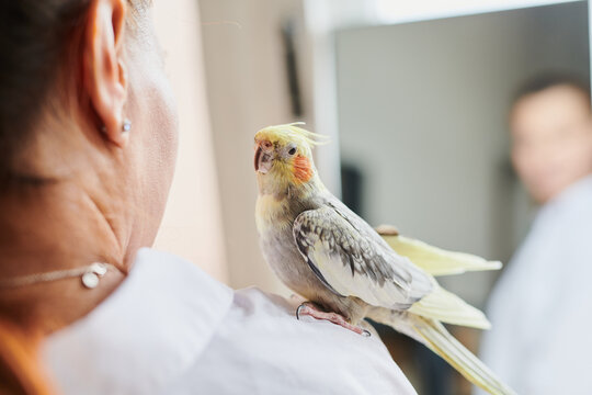 Portrait of Funny Yellow gray cockatiel parrot and his owner woman at home