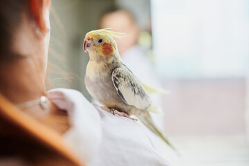 Portrait of Funny Yellow gray cockatiel parrot and his owner woman at home © amixstudio