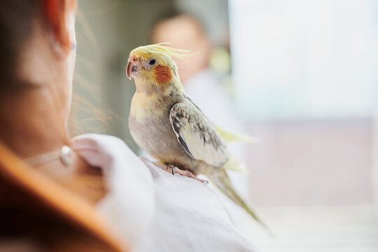 Portrait of Funny Yellow gray cockatiel parrot and his owner woman at home