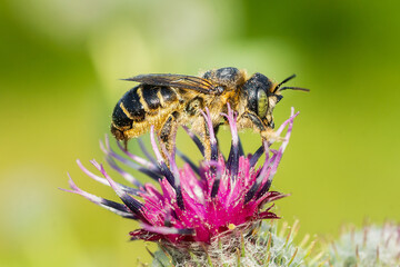 Bee on a purple flower. Close-up