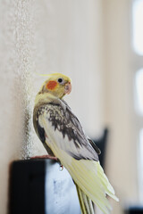Portrait of Funny Yellow gray cockatiel parrot sitting at home