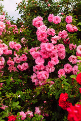 Many beautiful bright pink roses on bush in garden close up, floral wallpaper. Gardening and plants care concept