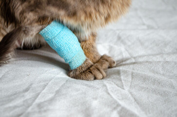 Sick cat with Saline intravenous in the animal hospital.