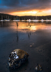 rock and plants in water at sunrise near hardys bay central coast nsw australia