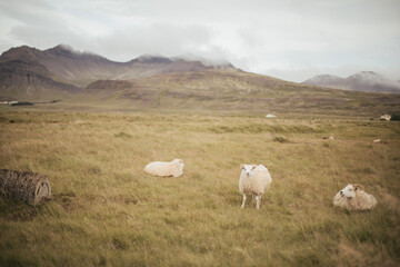 A flock of Sheep in Iceland