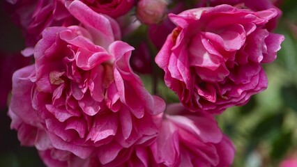 garden tea rose flower, pink, macro, close up, garden, horticulture, wallpaper, poster, cover