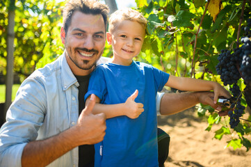 Winemaker father and son harvesting grapes showing thumbs up in vineyard